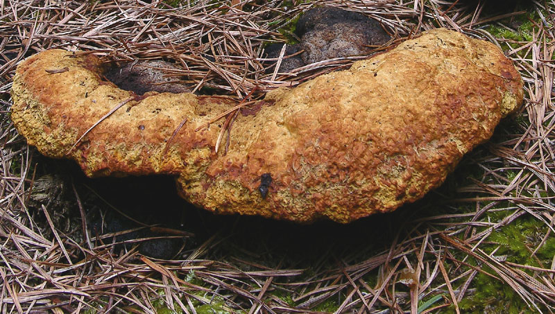 Gloeophyllum odoratum.